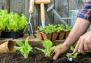 Prepare your garden during winter to spring forth & shine