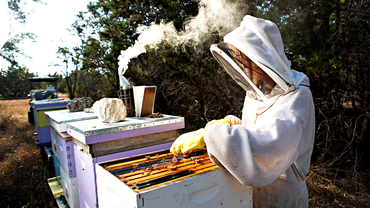 Saving the Bees: Salado’s Kelly Dahlseid finds her passion