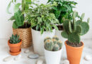 Can Plants Communicate?