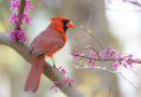 Cardinals Come Calling