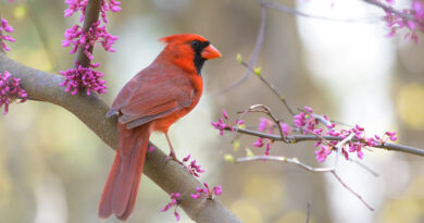 Cardinals Come Calling
