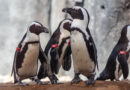 Wild wonders: Flip out over penguins at Cameron Park Zoo