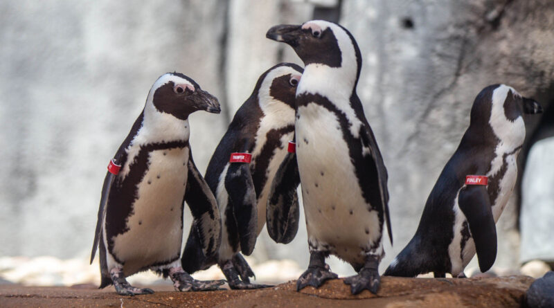 Wild wonders: Flip out over penguins at Cameron Park Zoo