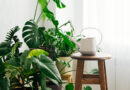 Houseplants brighten your space