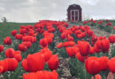 Explore Texas Tulip Fest and more at Robinson Family Farm in Temple