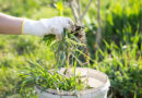 Natural Weed Control