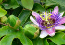 Growing with Passion