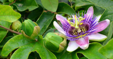 Growing with Passion Growing with Passion